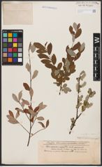Foto von Salix aurita L. x Salix repens L.